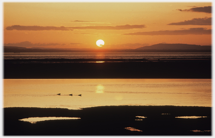 Ducks crossing a bay against sunset.