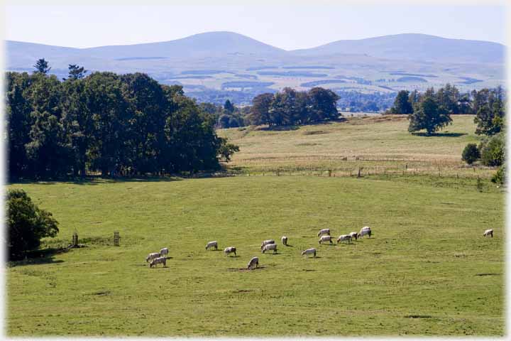 Parkland with cattle in foreground and hills in the distance.