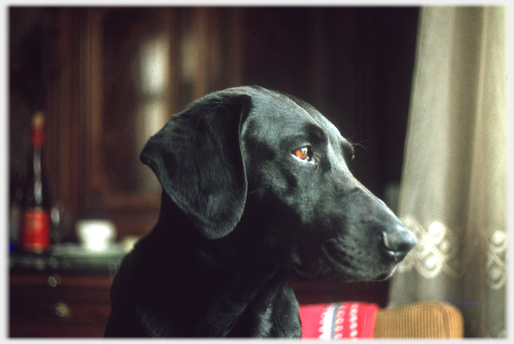 Black labrador looking forlornly towards the right.