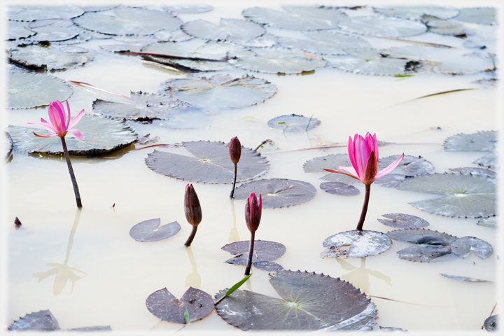 Budding lotus flowers rising above muddy water.