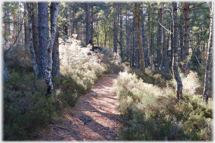 Path in woods.