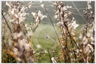 A spiders web between stalks.