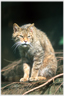 A Scottish wild-cat at a wildlife park.