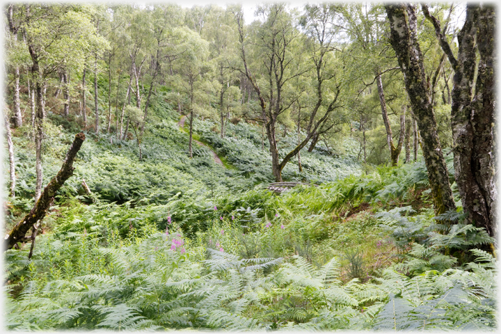 Birch and bracken forest.