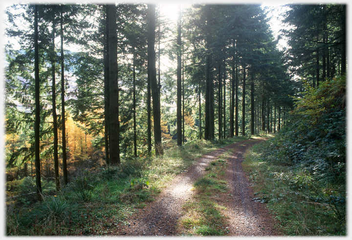 Track through trees with light coming in.