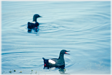 Two Black-Guillemots, one mouth open.