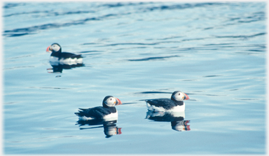 Three Puffins.