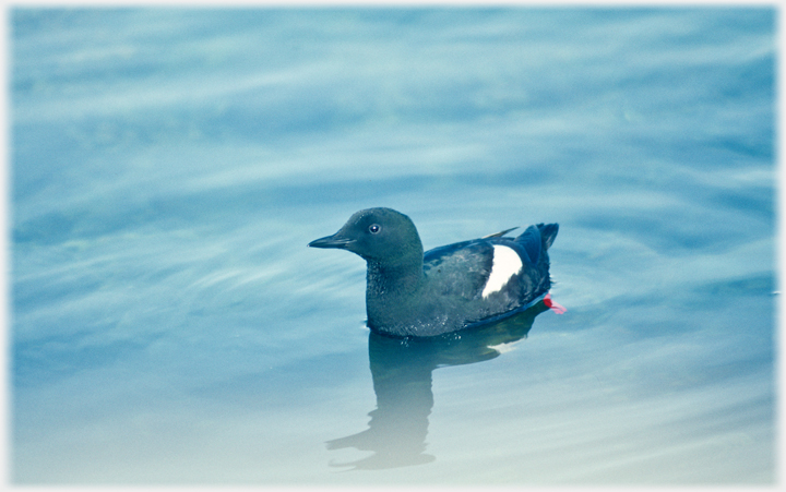 Solitary Black-Guillemot, mouth closed.