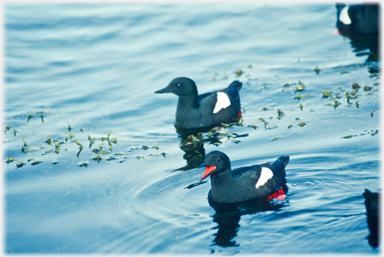 Two Black-Guillemots, one mouth open.