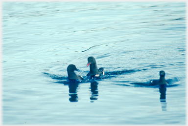 Black-Guillemot chasing another.