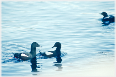 Black-Guillemot chasing another.