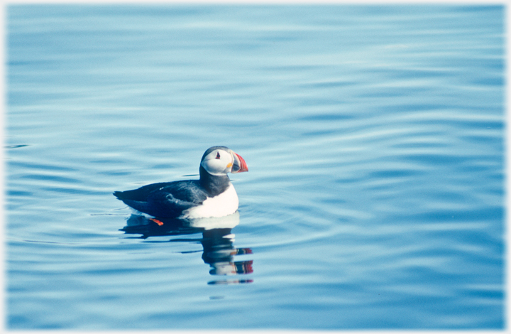 A Puffin.