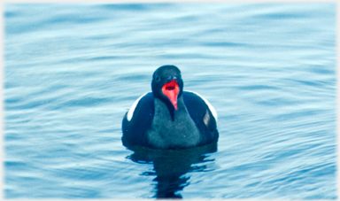 The red gape of a Black-Guillemot.