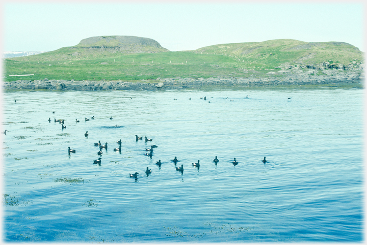 Scores of Black-Guillemots.