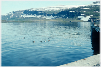 Black-Guillemots beside the island's jetty.