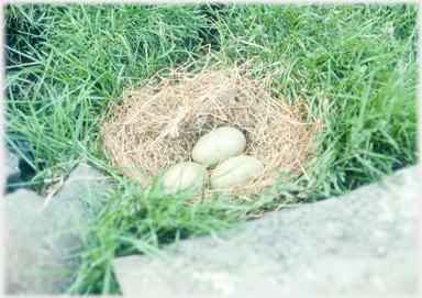 Eider nest with three eggs.