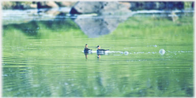 Two red-necked Phalaropes having just surfaced.