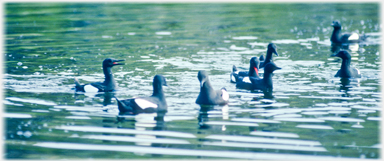 Black Guillemots on pool.