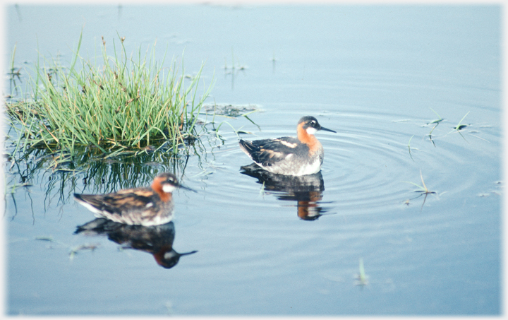 Pair of red-necked Phalaropes.