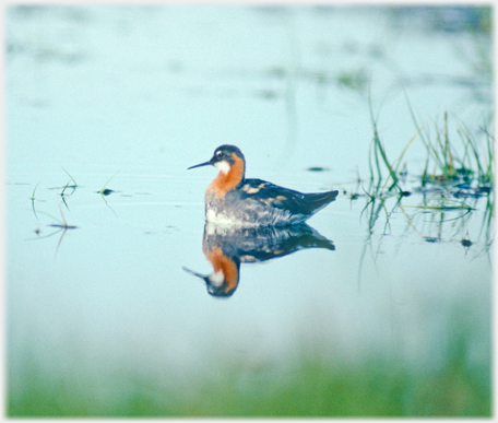 A red-necked Phalrope and its reflection.