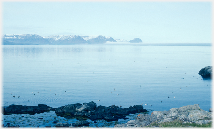 Isefjordur with birds on the calm surface.