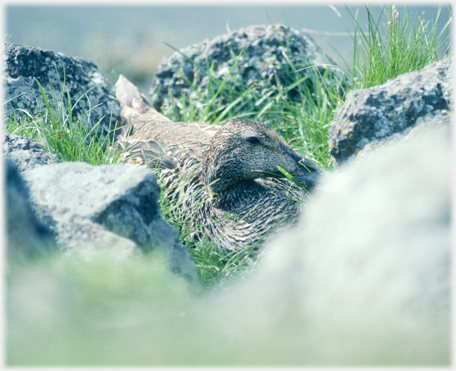 Eider Duck on nest.