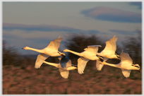 Whooper swans landing at dusk.