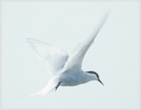 Arctic tern hovering.