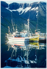 Fishing boats in Isafjordur harbour.