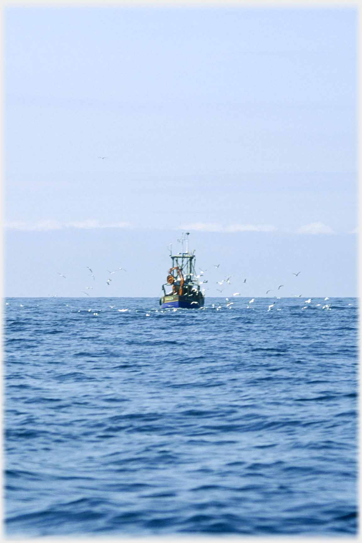 Fishing boat with gulls all around.