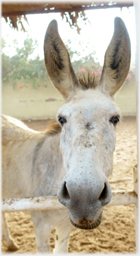 Donkey portrait.