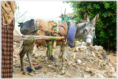 Donkey in a poor state.
