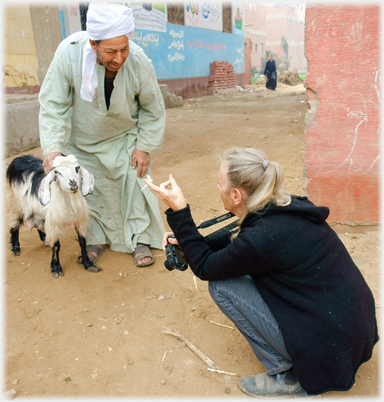 Goat being photographed.