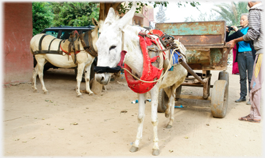 Donkey cart.