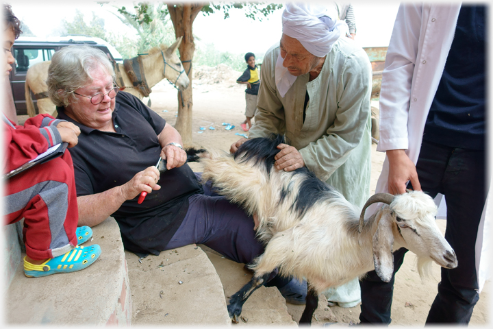 Working on goat's foot.