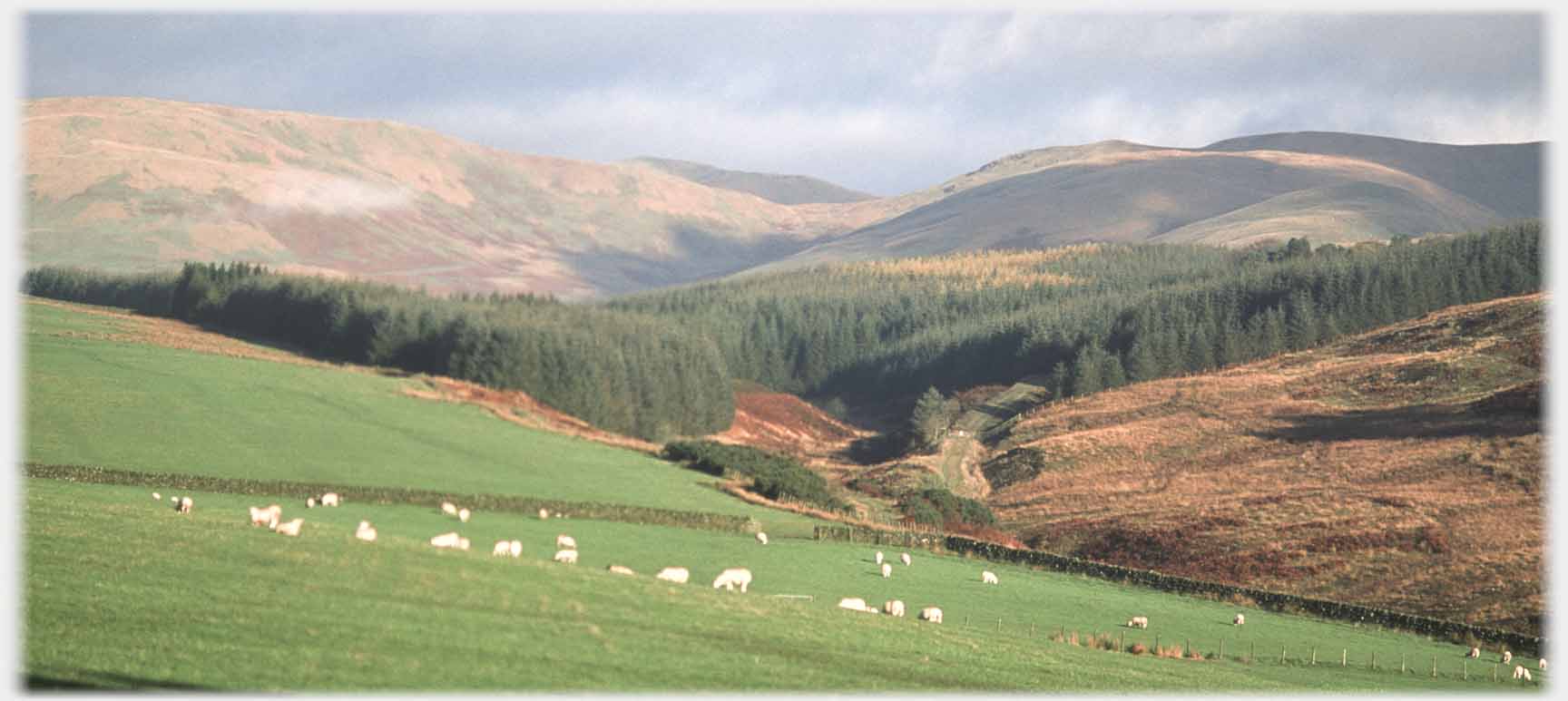 Field with sheep and hills beyond.
