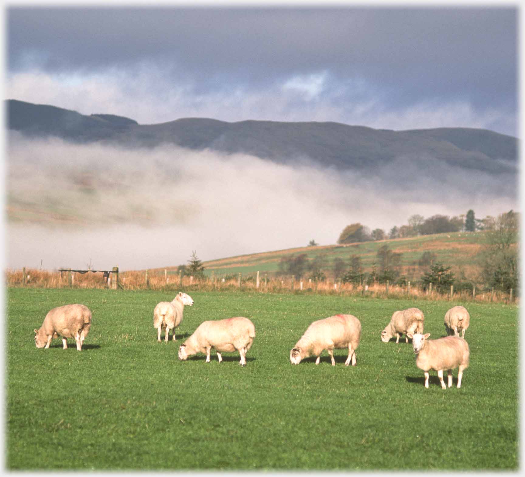 Nearby group of sheep, cloud beyond.