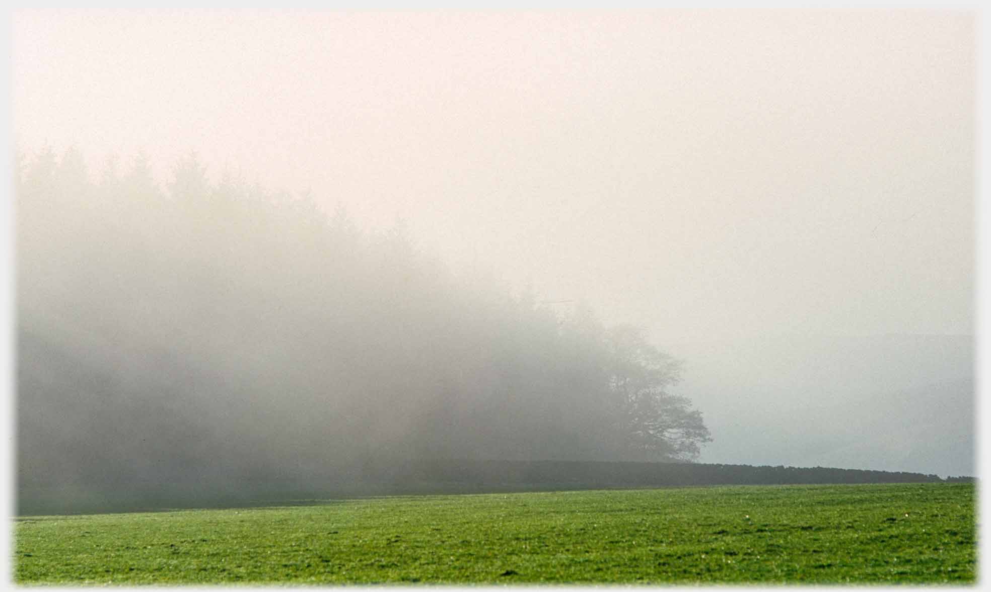 Trees appearing out of mist.