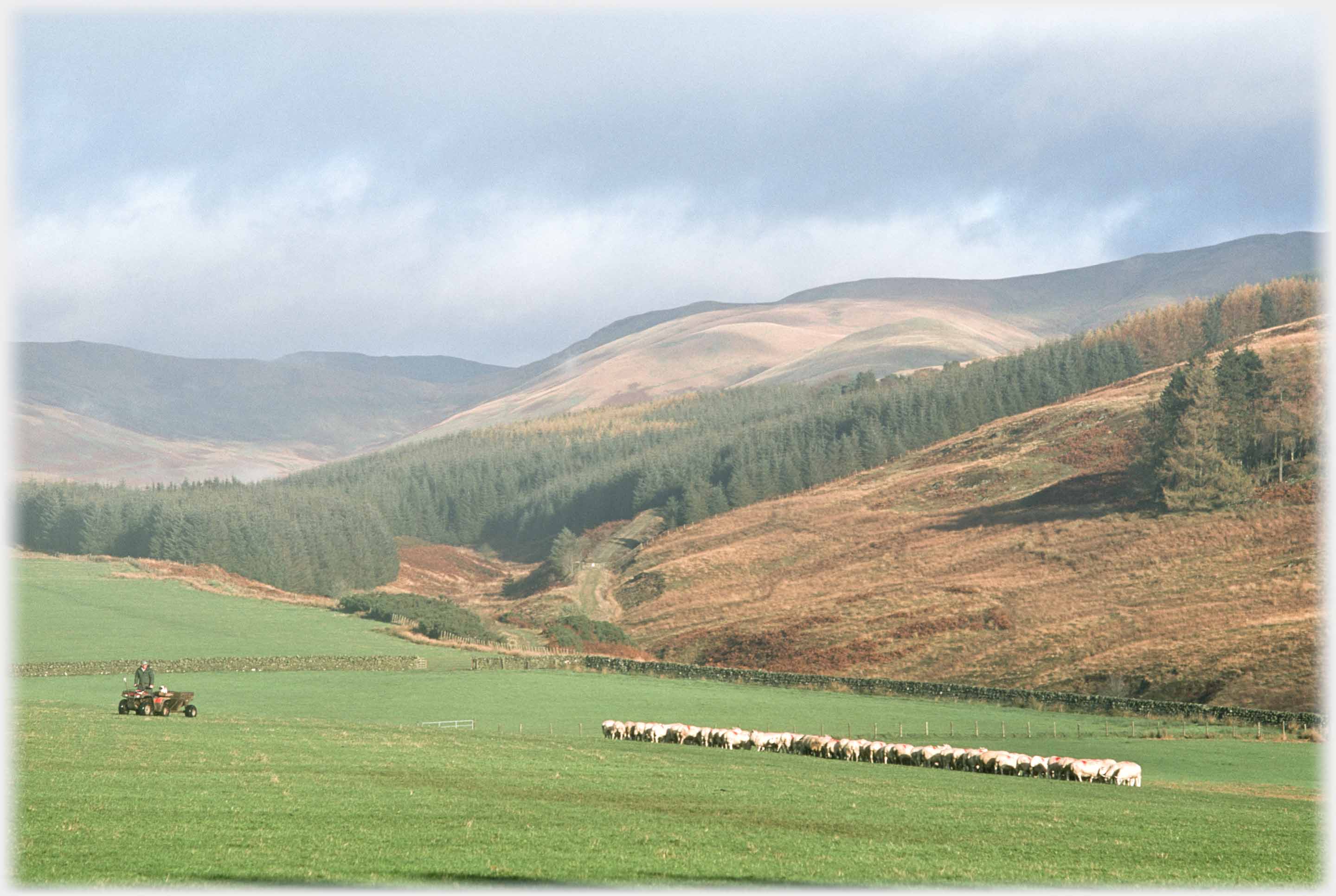 Sheep in tight group, quod-bike in attendance, hills beyond.