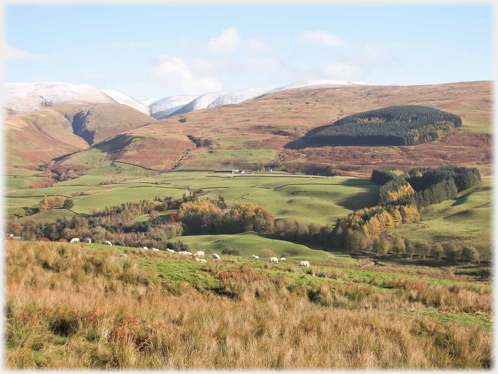 Looking across valley at clump of trees, snow covered hill to left.