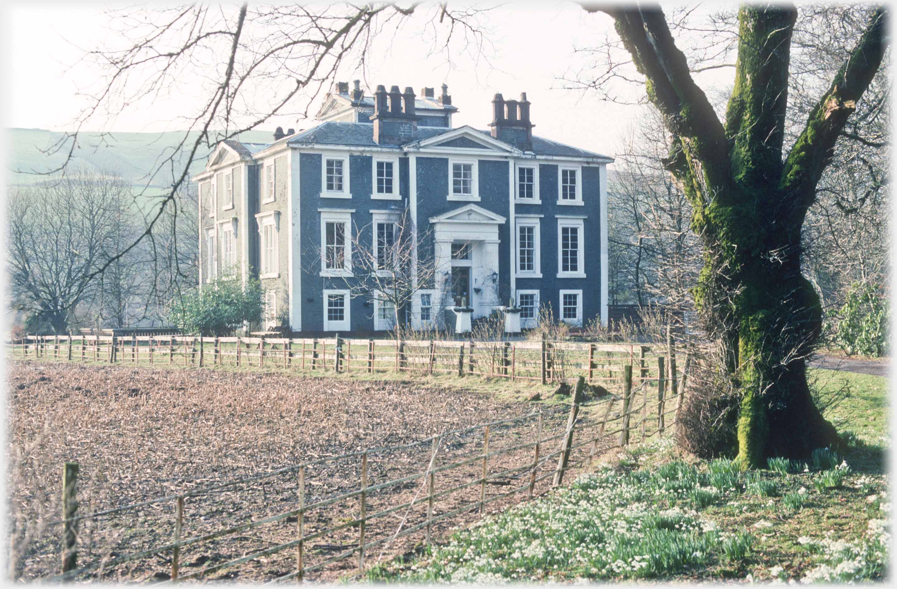 Three story mansion house with tree and snowdrops in foreground.