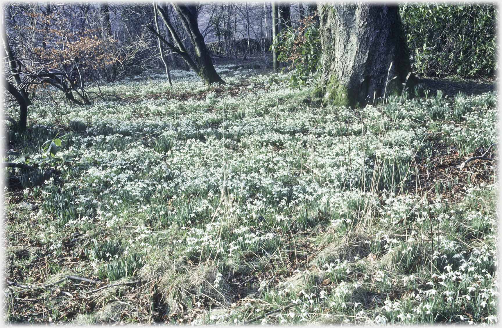 Ground carpeted in snowdrops.