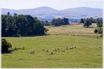 Looking out over pastures with large clumps of trees and cattle grazing, hills in the distance.