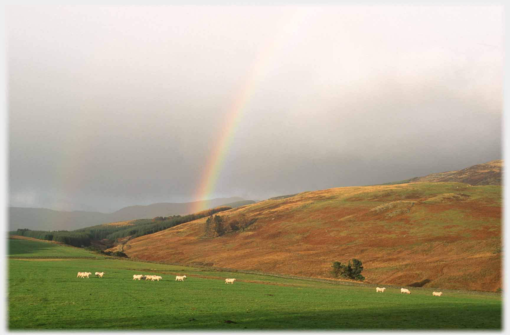 Rainbow with sheep walking in line in foreground.