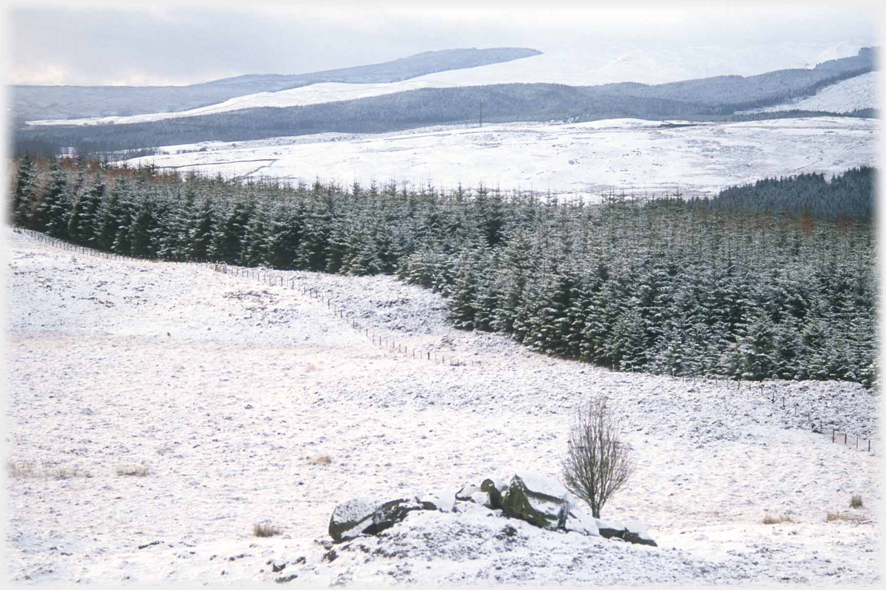 Stones and small tree in snow landscape.