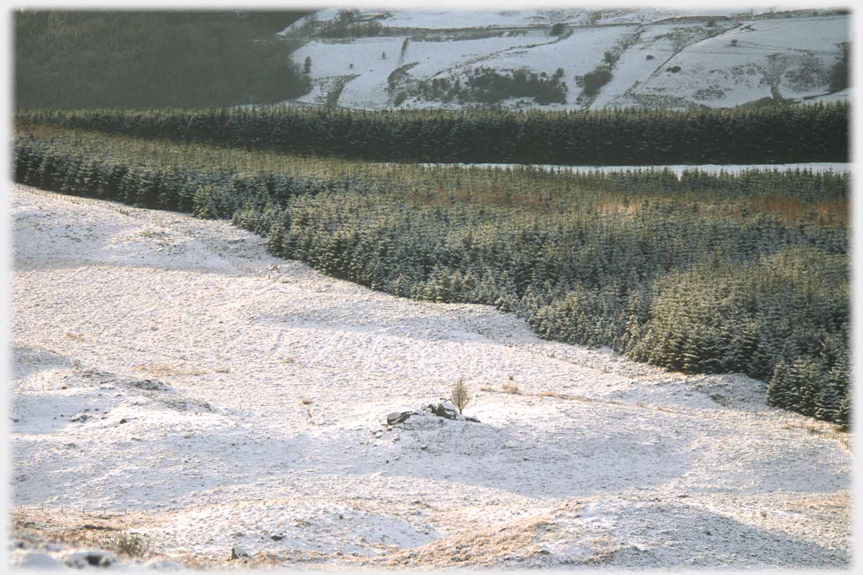 Distant small tree and stones with forest behind.