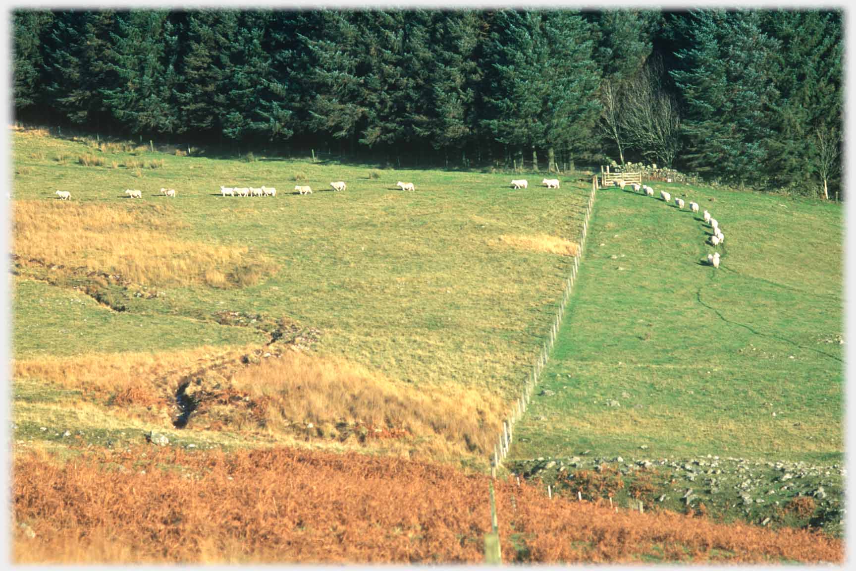 A line of sheep moving from a green field to a bracken hillside.