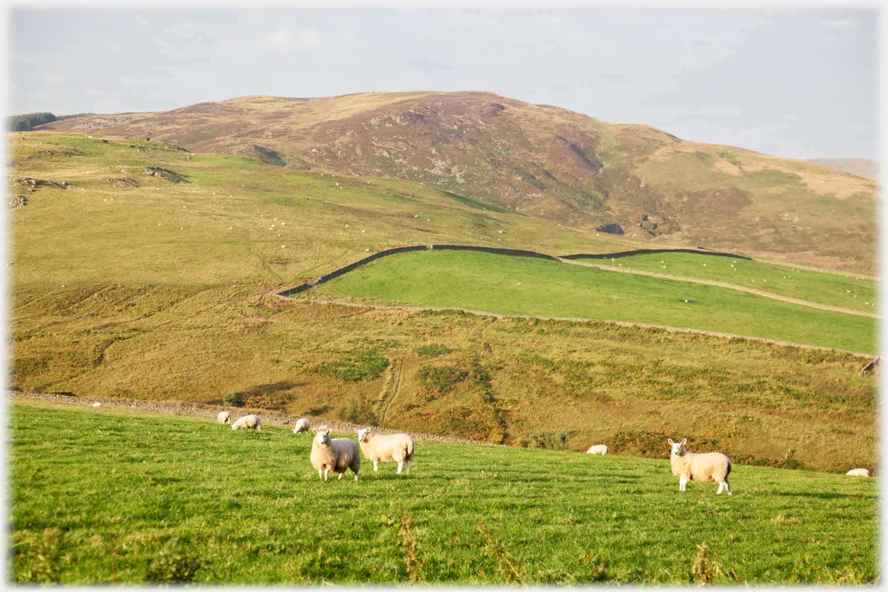 Sheep watching camera with hill beyond.