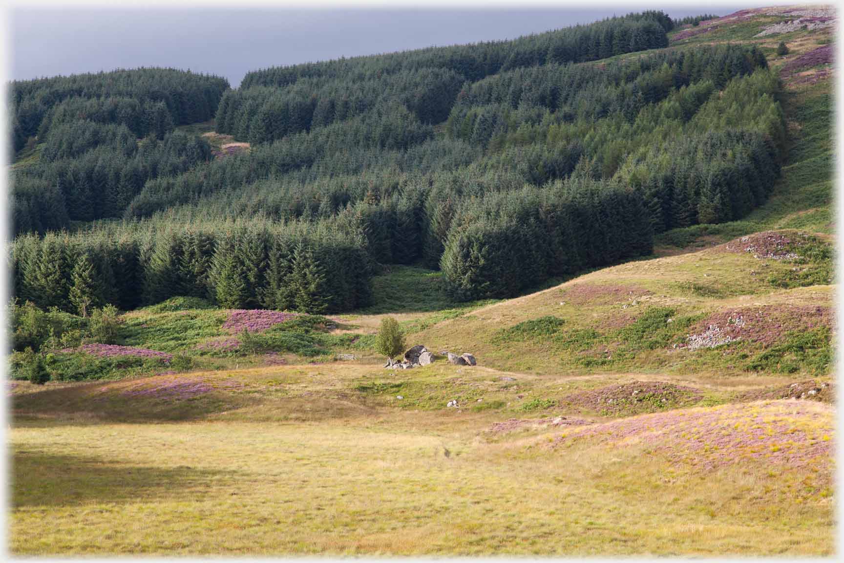 Forest with undulating ground at front.