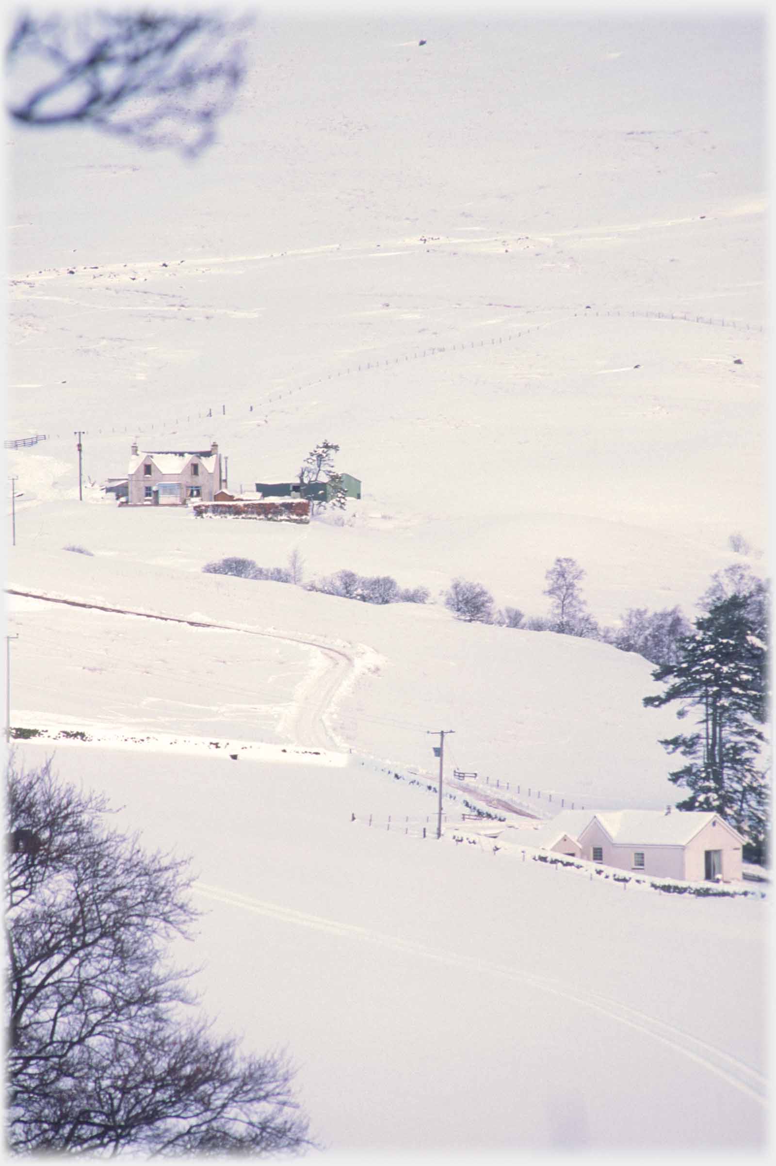 Two houses and some trees otherwise all snow.
